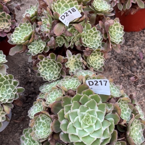 多肉植物孔雀翎水蜜桃
