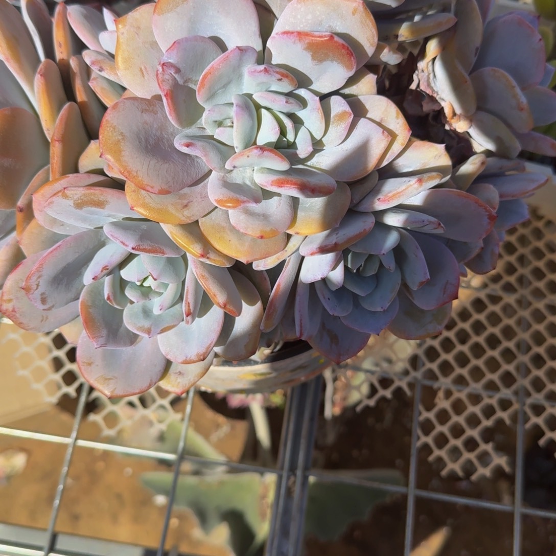 呜***海肉肉肉肉肉肉肉肉肉肉肉肉