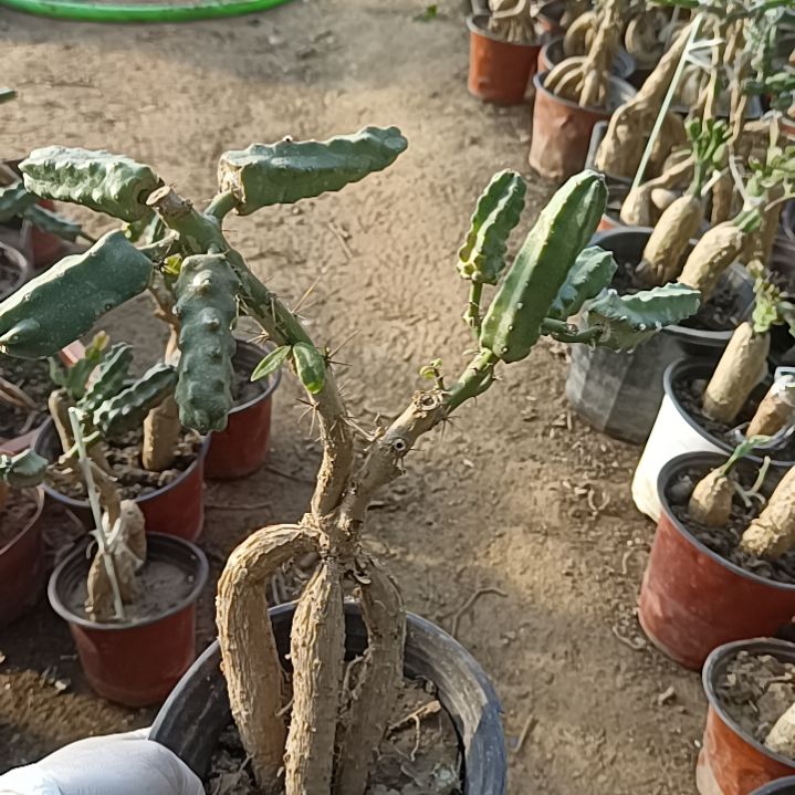 花***香月之桂嫁接8点水仙脱土一颗