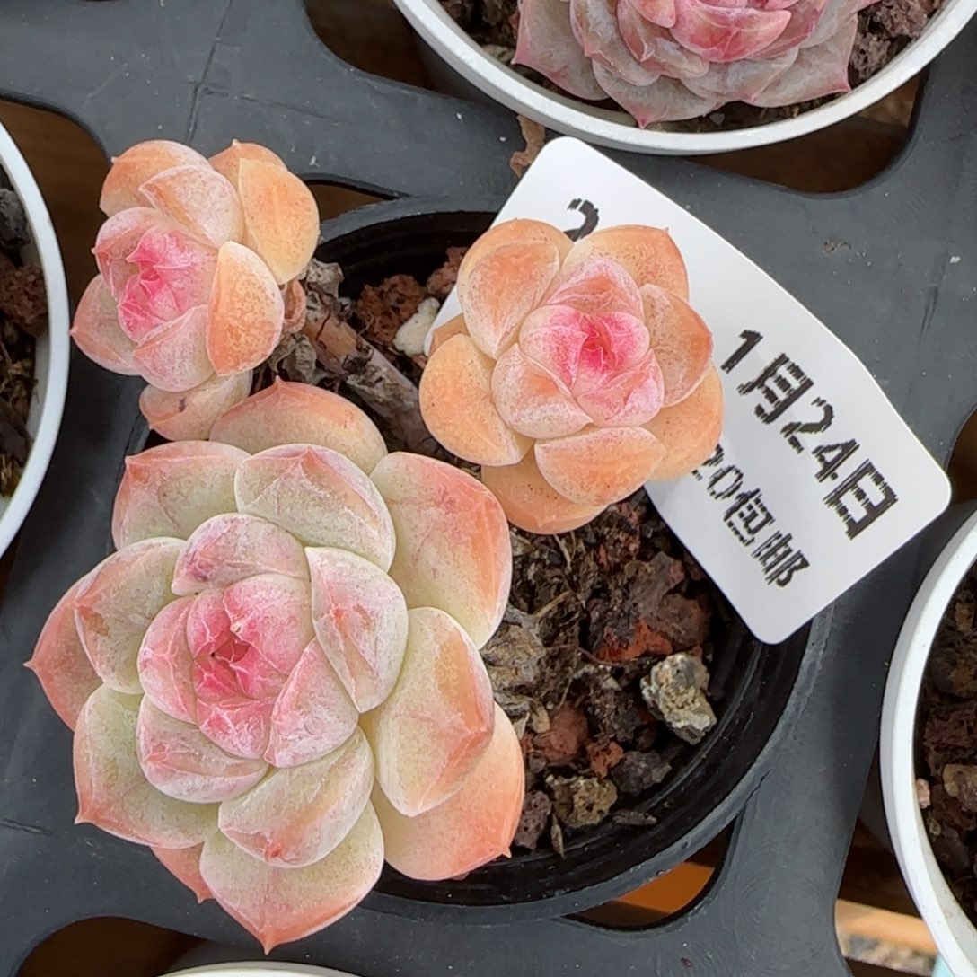 花语逸境0124-259