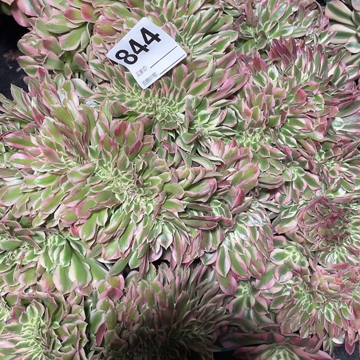 844女巫缀3-5法师