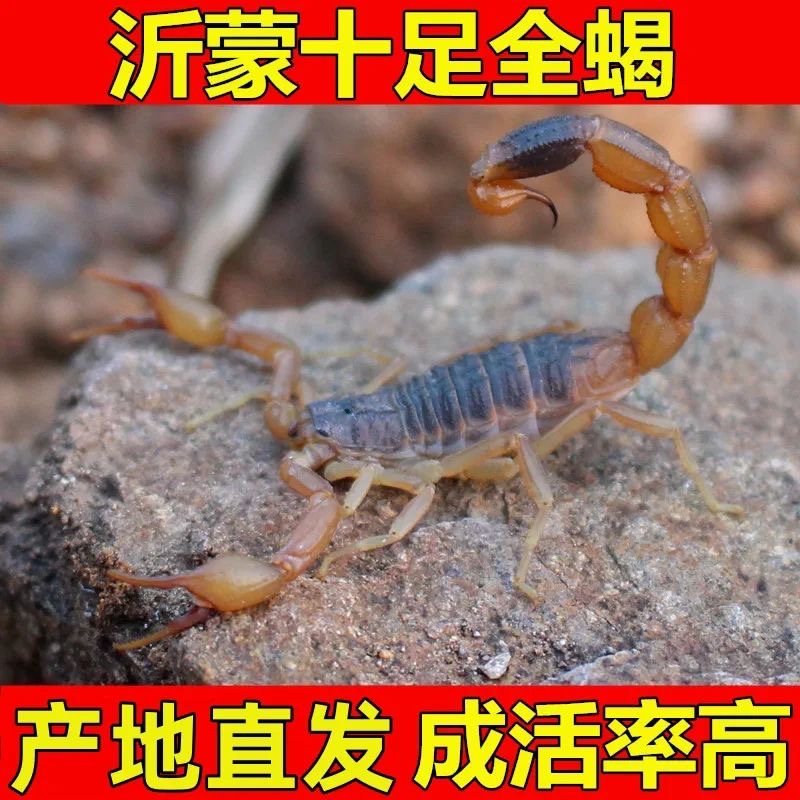 新鲜活蝎子带籽正宗十足全蝎活体现货现发个头均匀成活率高包邮