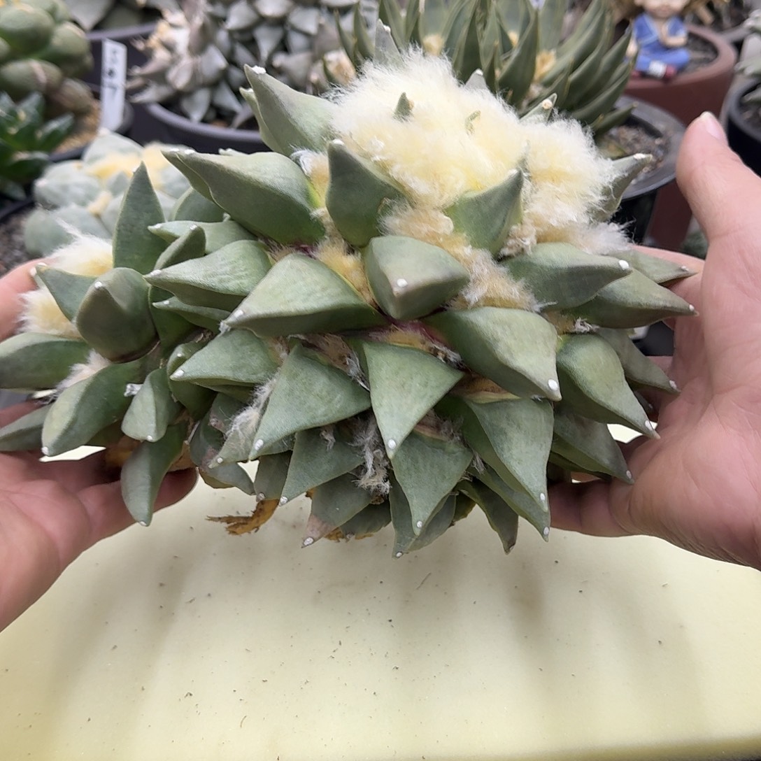 双头牡丹仙人球仙人球