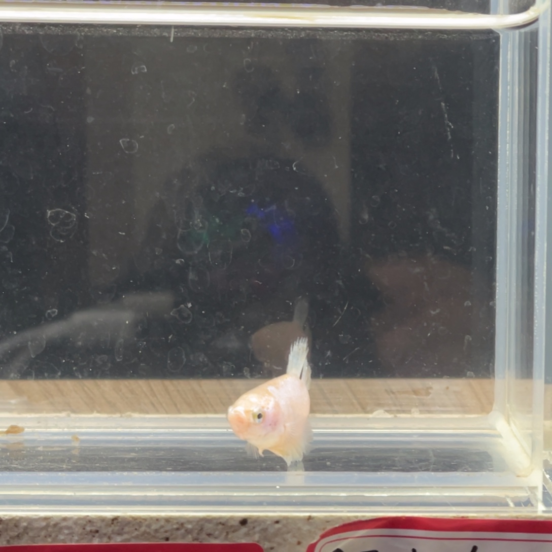 斗鱼泰国斗鱼母鱼专场