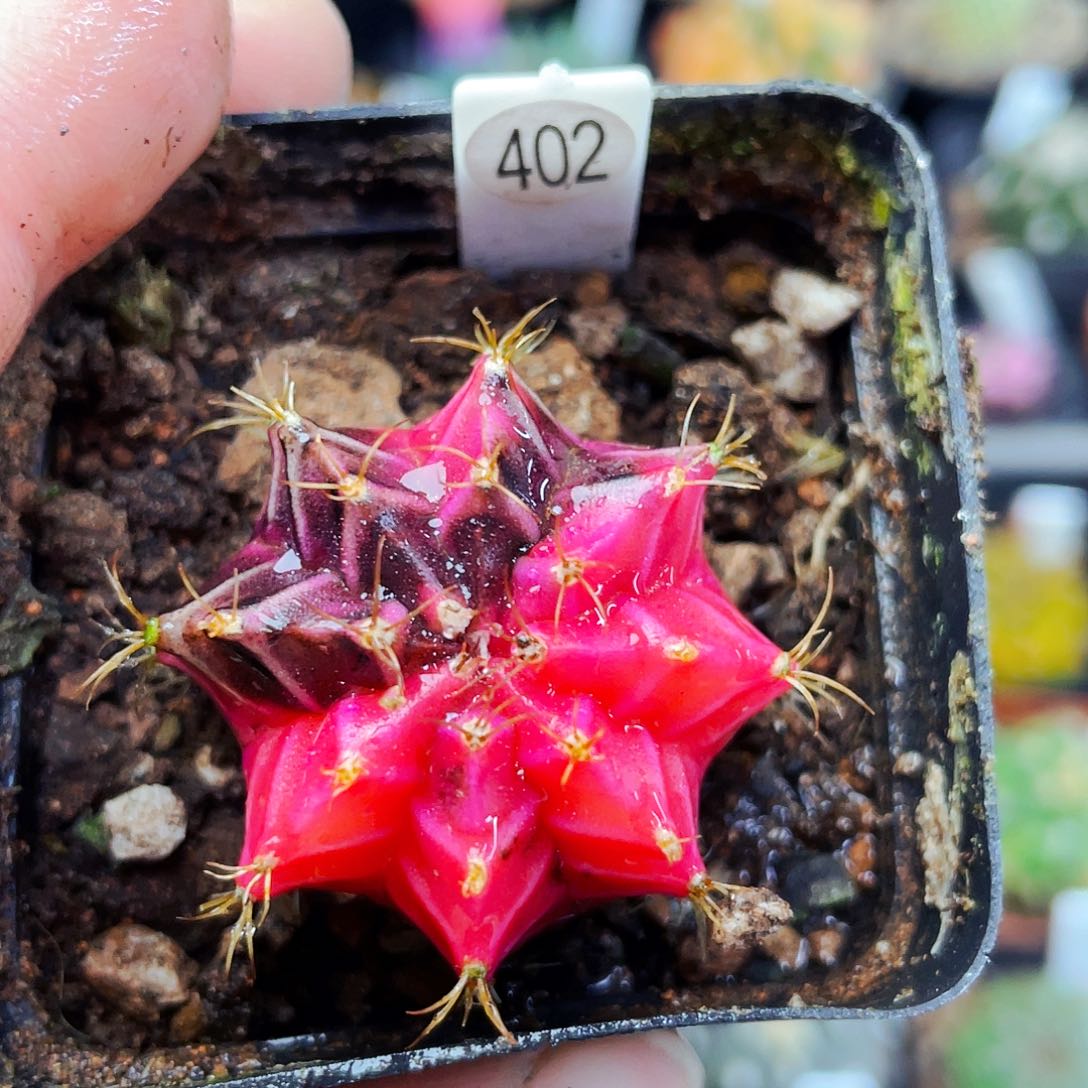 非偏远地区满25包邮仙人球