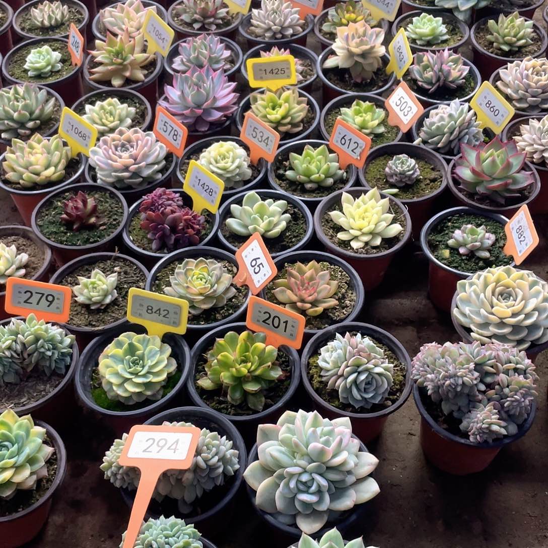 兴***杨294两个一组多肉植物