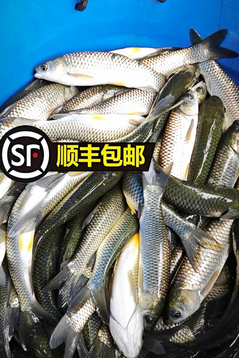 【假一赔十】活体会吃草的草鱼皖鱼宠物水族【顺丰包邮】