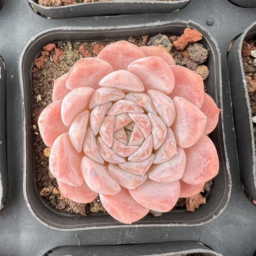 艾丽女王粉色多肉莲花座多肉绿植盆栽