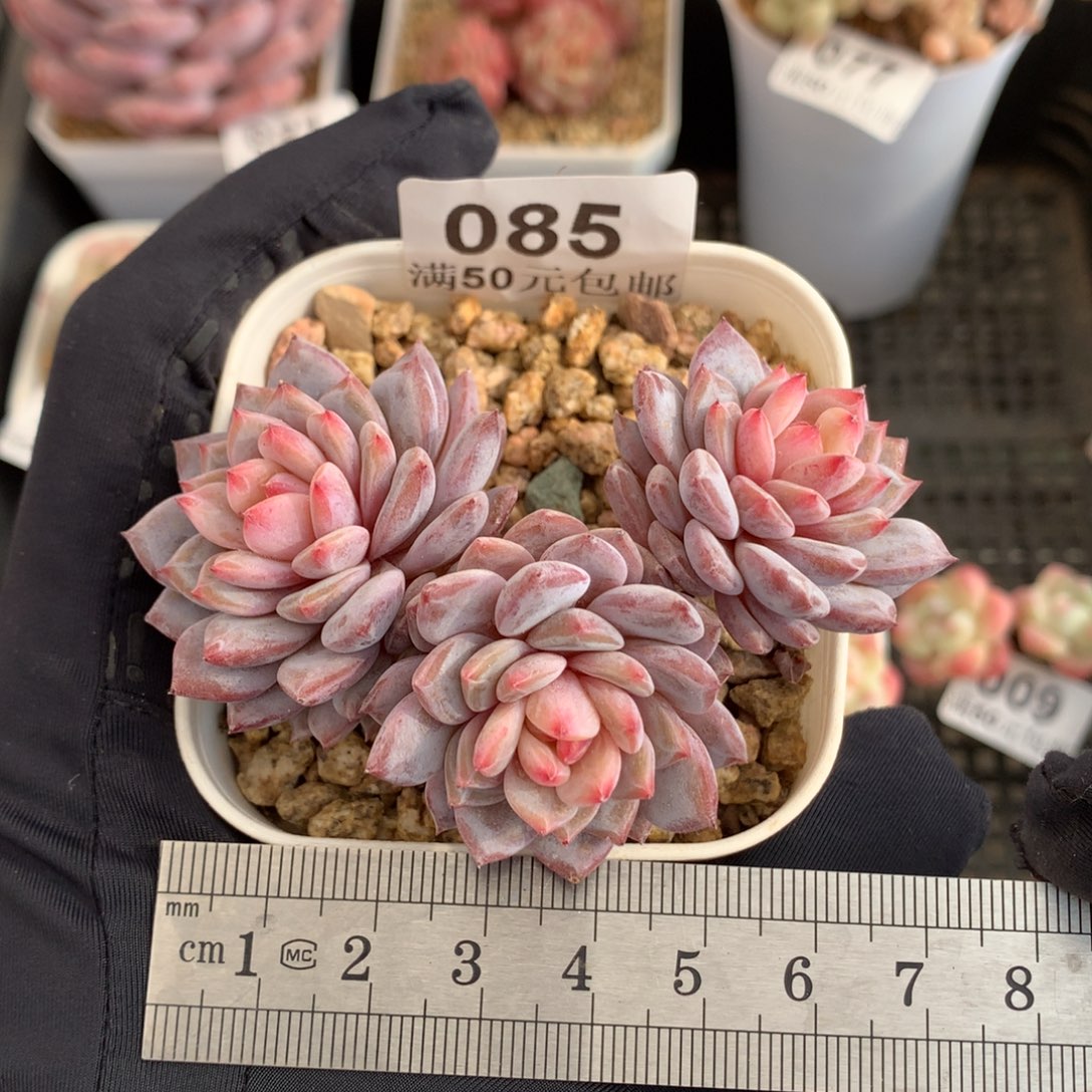 85玉芙蓉三头老桩冠服7