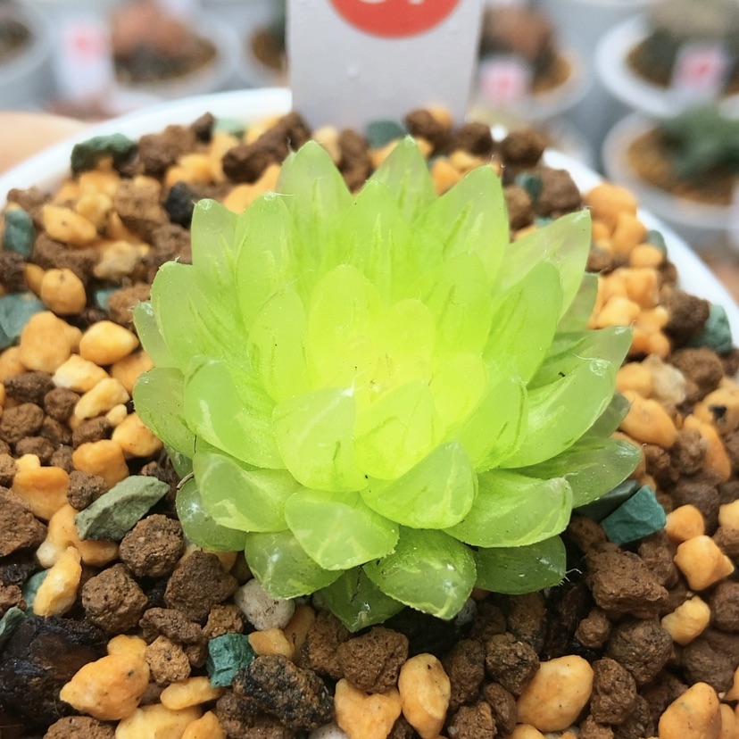 【闪购商品】冰晶87