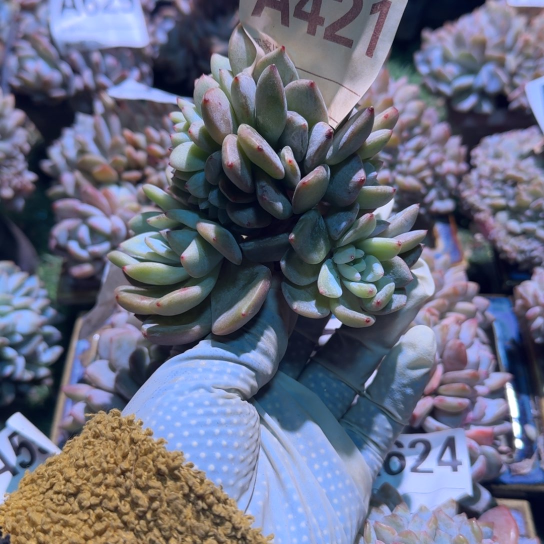 龙头龙尾高板小树呀呀