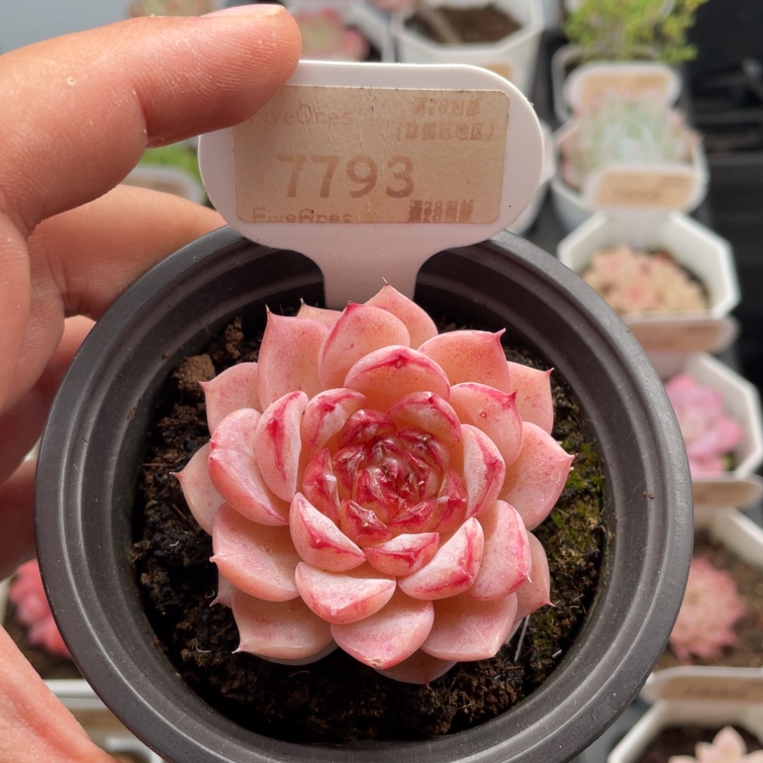 天鹅绒7793-5.5厘米