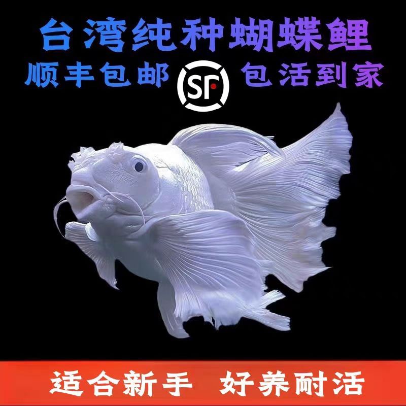 18-23精品赛级 台湾纯种短身球体蝴蝶鲤观赏鱼冷水淡水鱼好养耐活