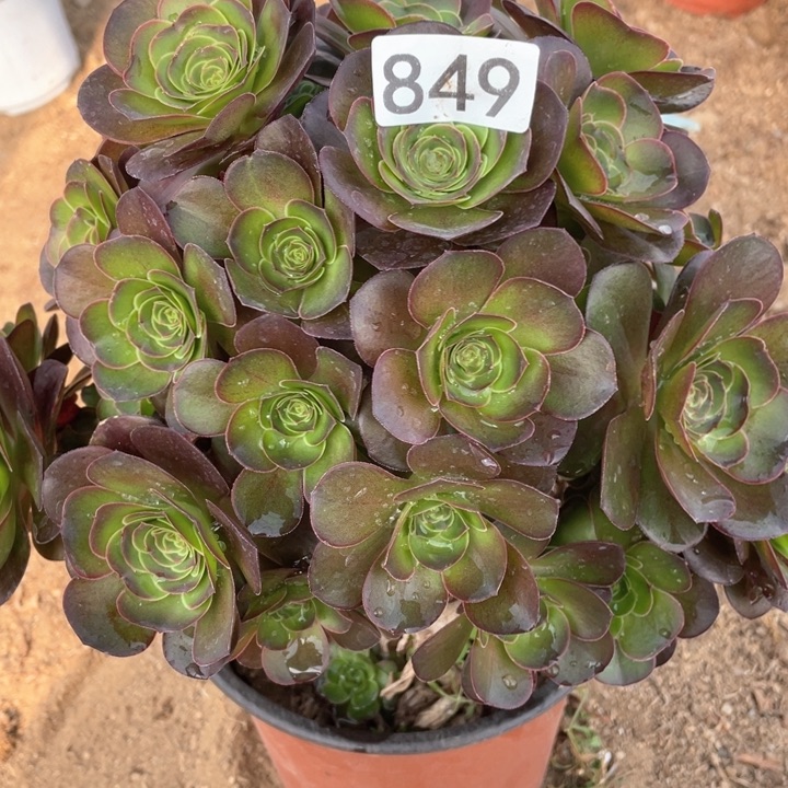 849多肉植物魅金玫瑰有砍
