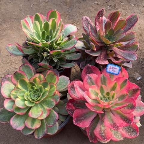 495多肉植物组合