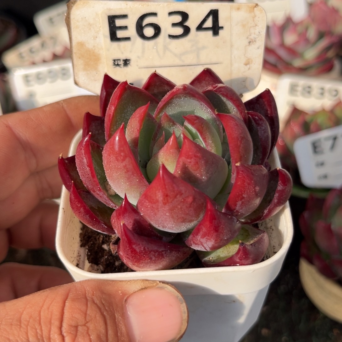 惊鸿一瞥634号多肉