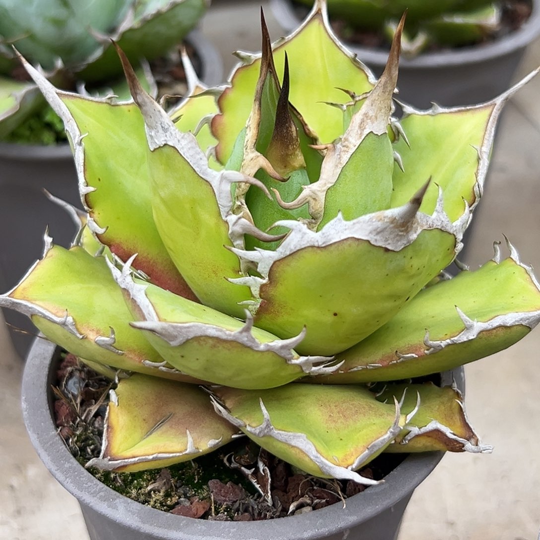 太阳神一物一拍偏远不包邮不退不换