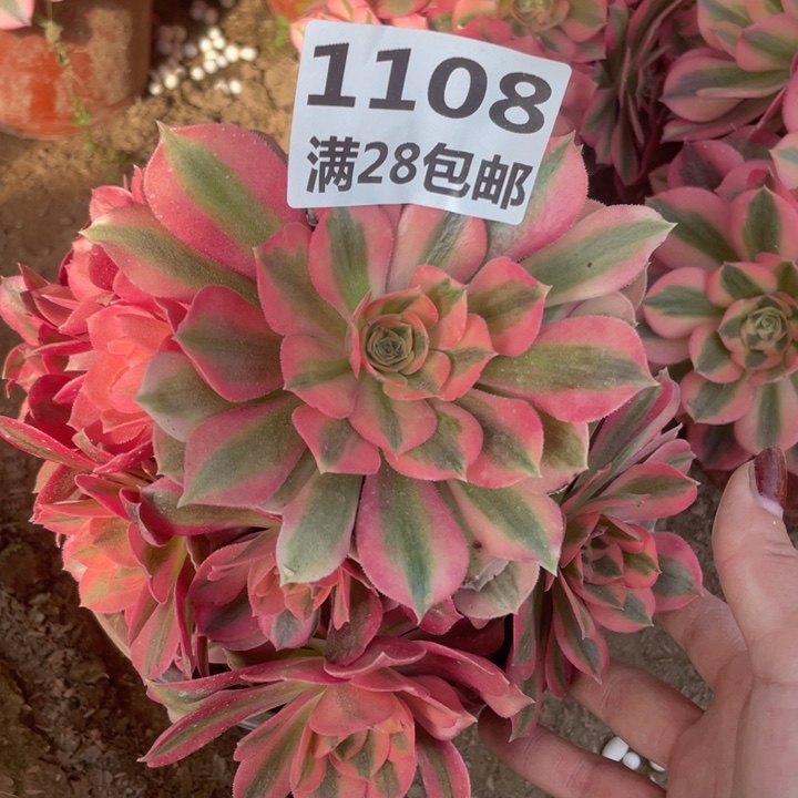 1108一号棚女巫A多肉