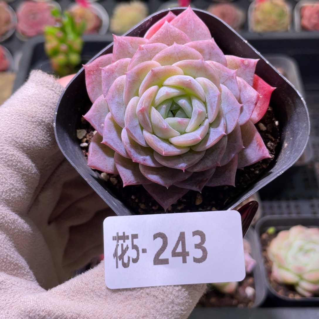 花利美5-243纯爱单头