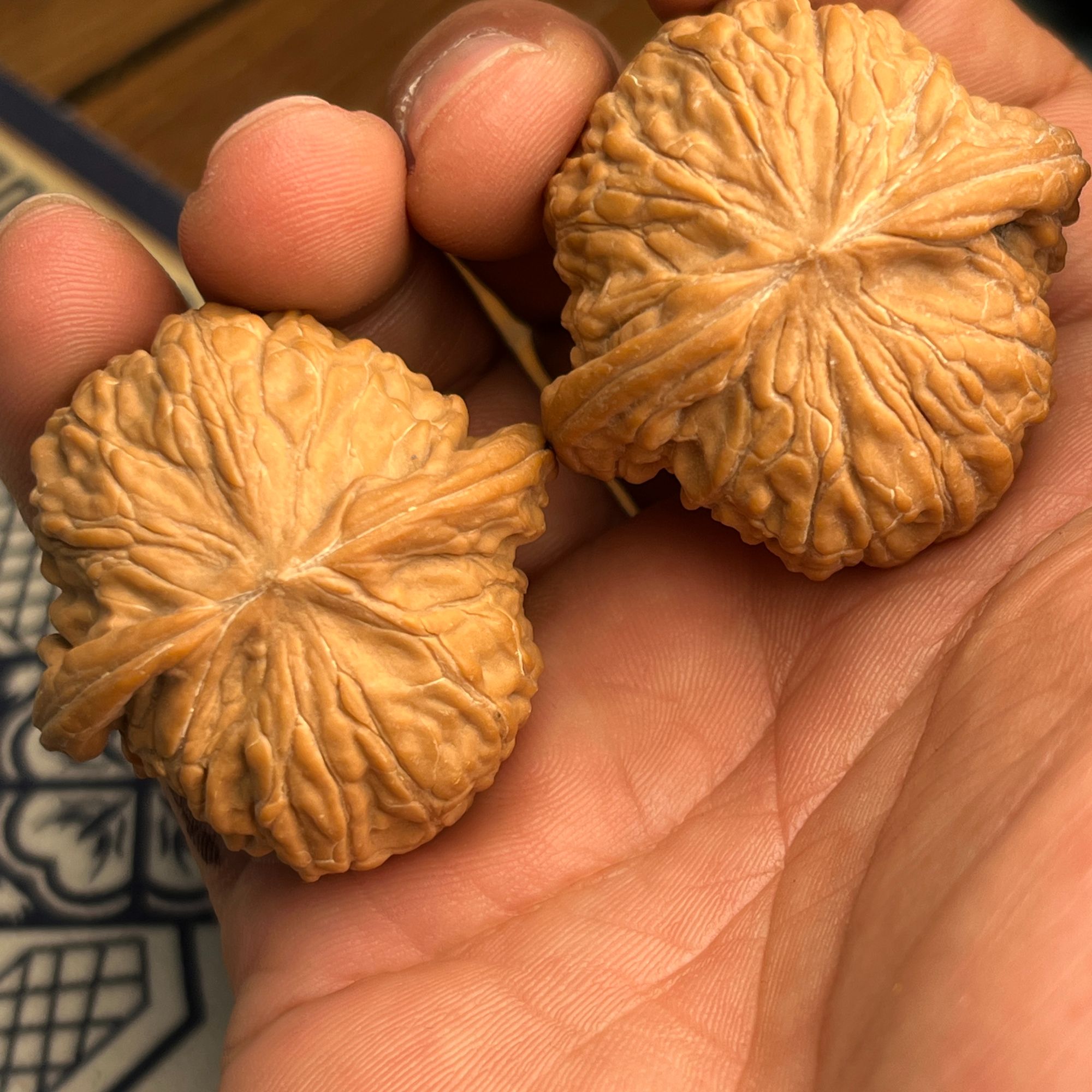 文玩核桃直播专用