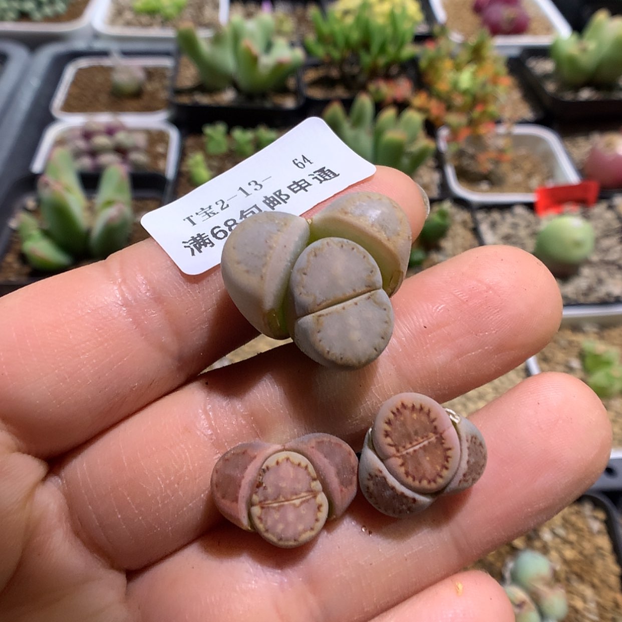 【闪购商品】2-13-64 饼干3颗特20