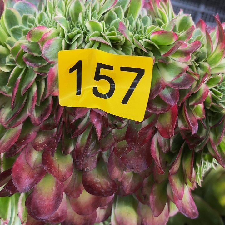 多肉植物福利157