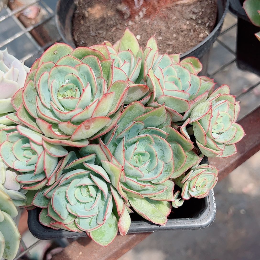 牡丹亭多头群生老桩