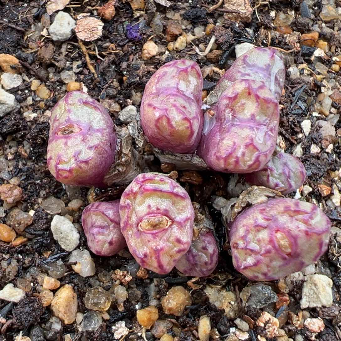 1.21好看的多肉060