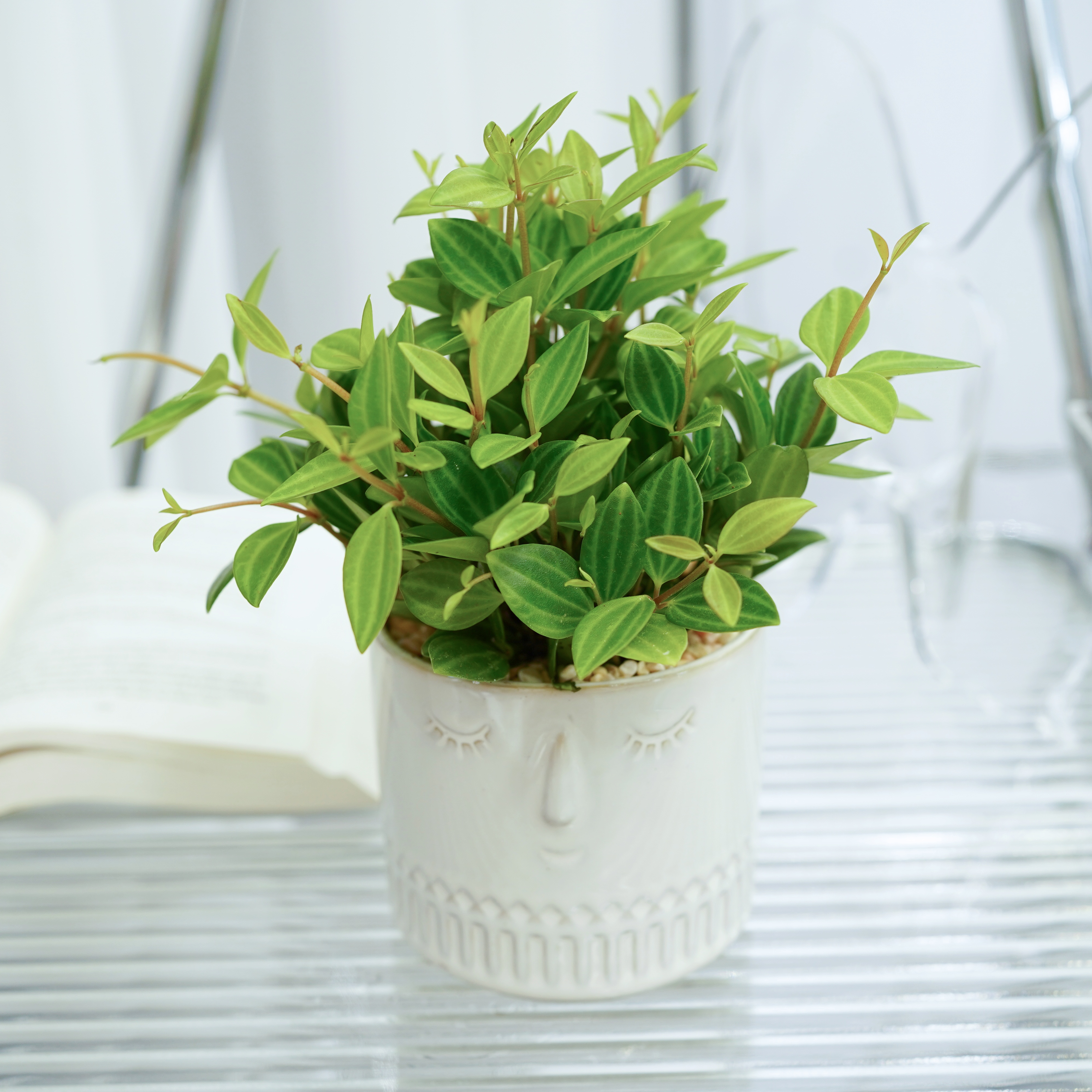 钻石翡翠吊兰室内桌面绿植四季常青盆栽绿宝石耐阴瓷盆垂吊植物