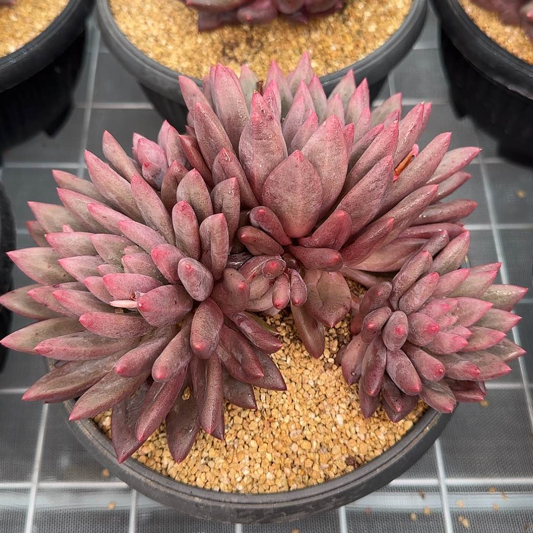 从前慢甄选多肉编号红蜻蜓