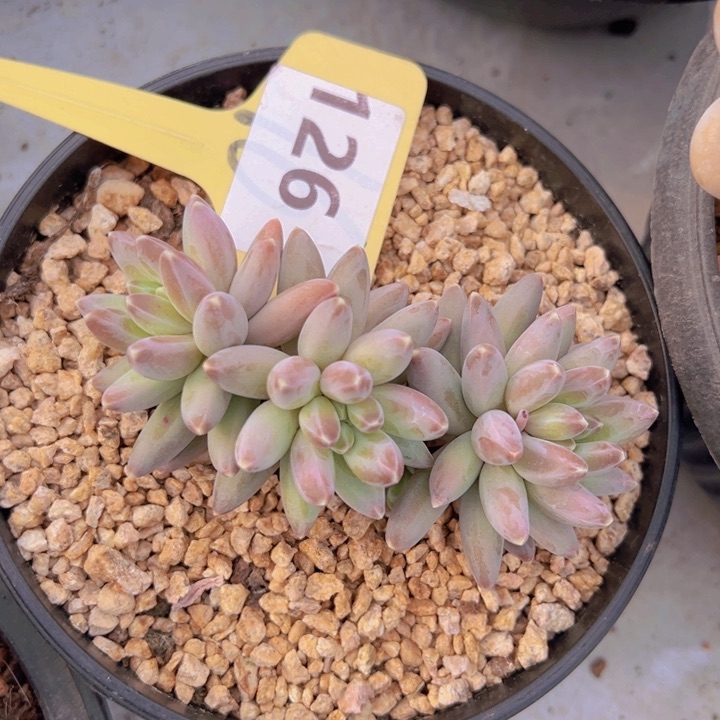 健健康康平平安安