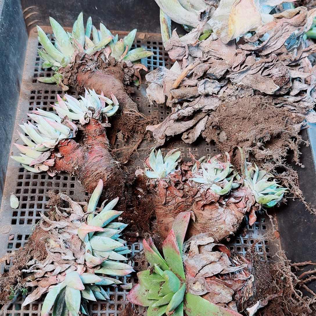 9156瑕疵框拍不售后