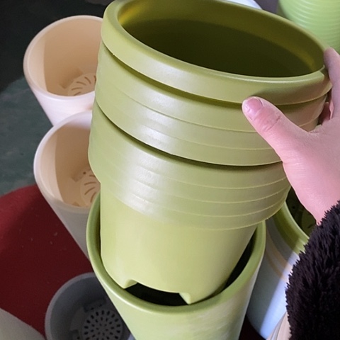 球根21口径6个无托果绿