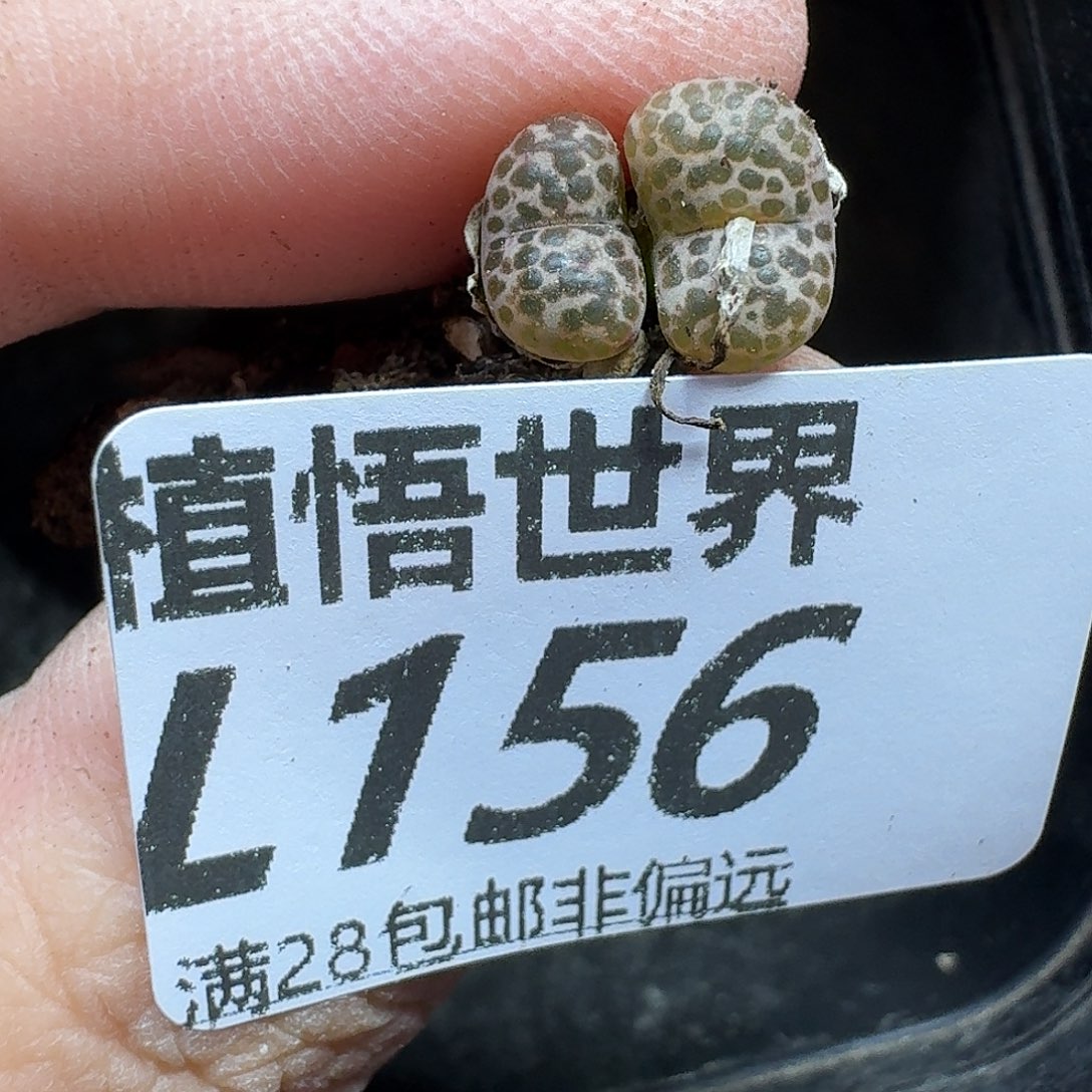 多肉植物的润泽fhnn