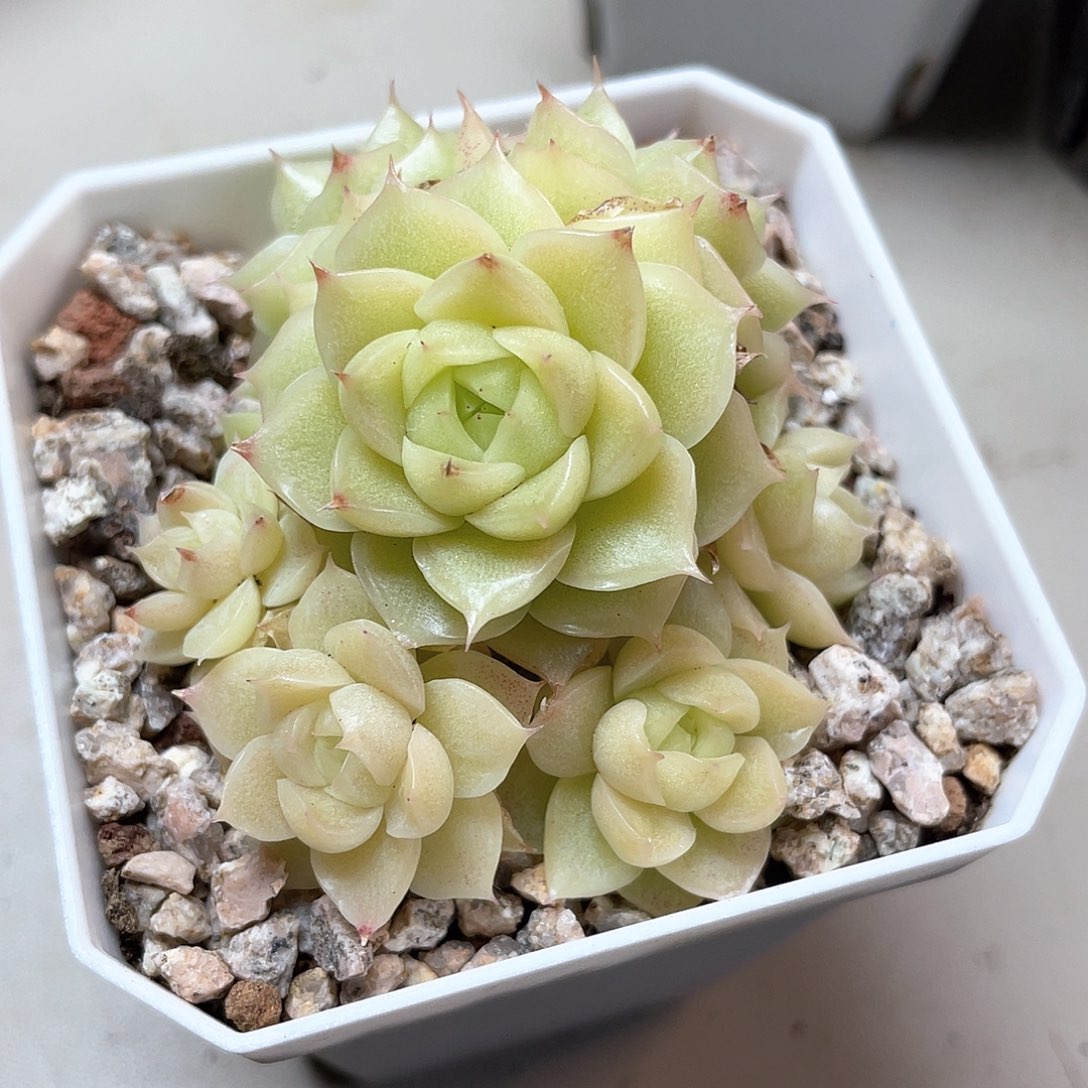 优选麦秆福利8183