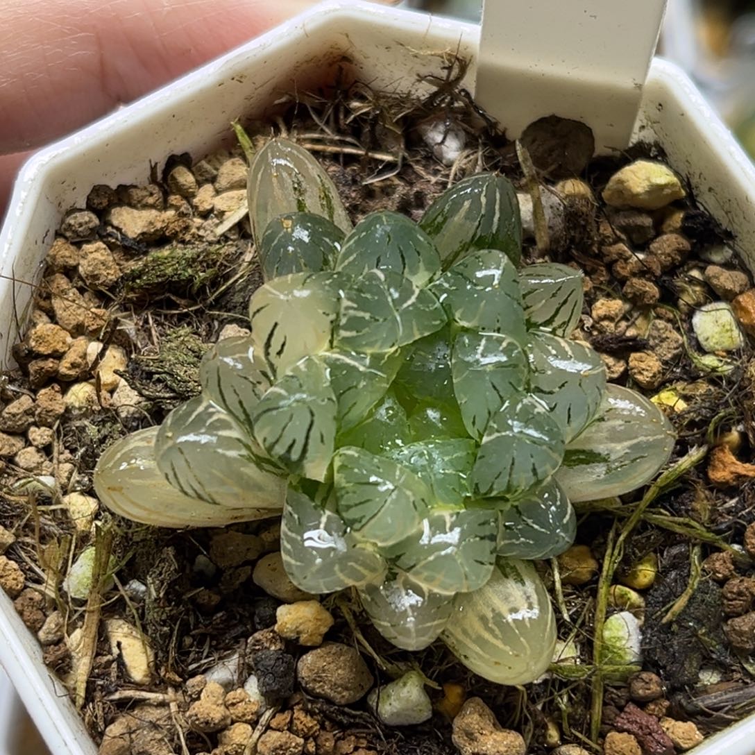 82姬玉露锦福利专场