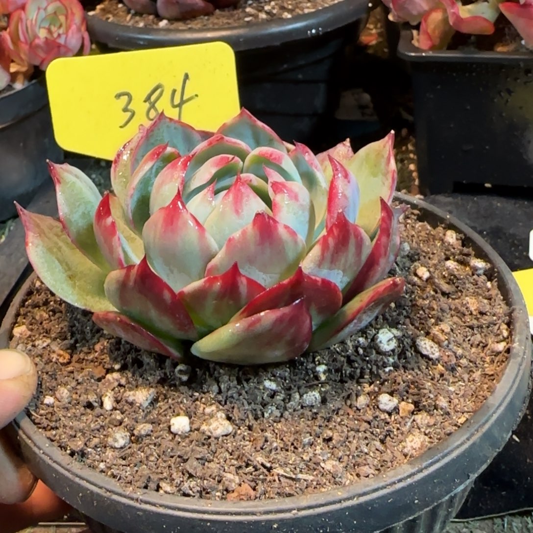 花脸拉丝384 惊鸿一物一拍包装收缩花