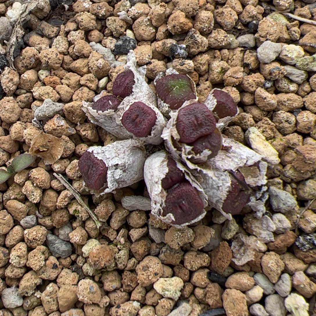 0187号方糖 多肉植物