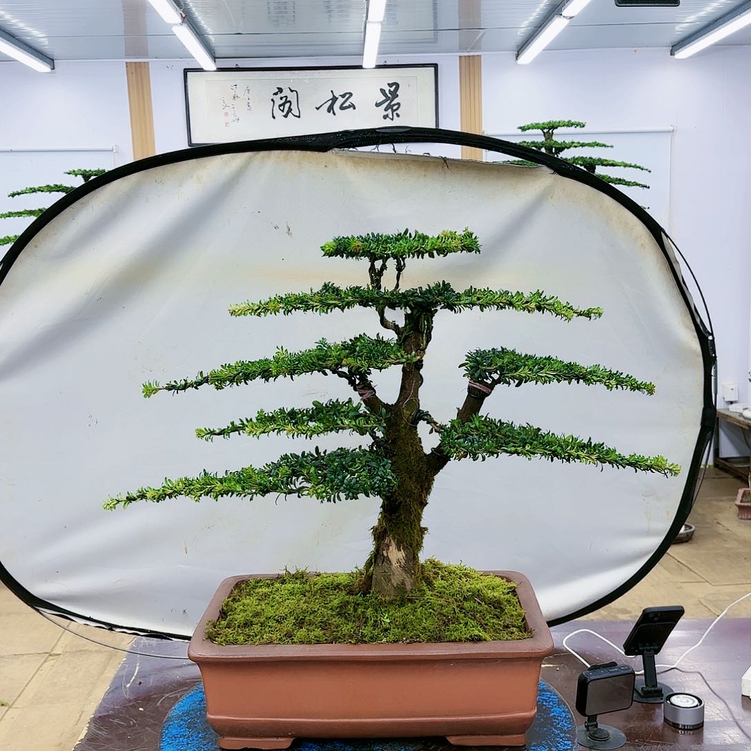 盆景欢迎大家一起来捡漏