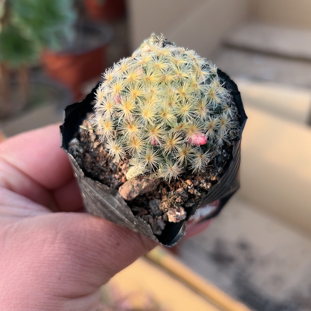 多肉植物明星仙人球