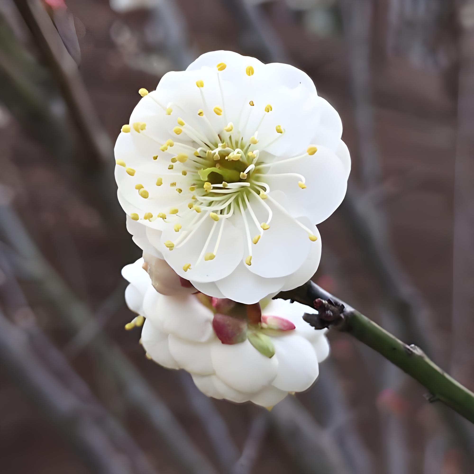 绿梅 红梅  美人梅