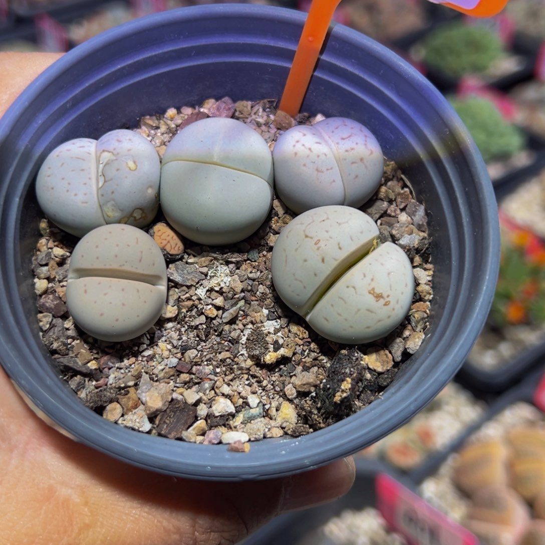 997 一物一拍，默认有伤，介意勿拍，不退不换