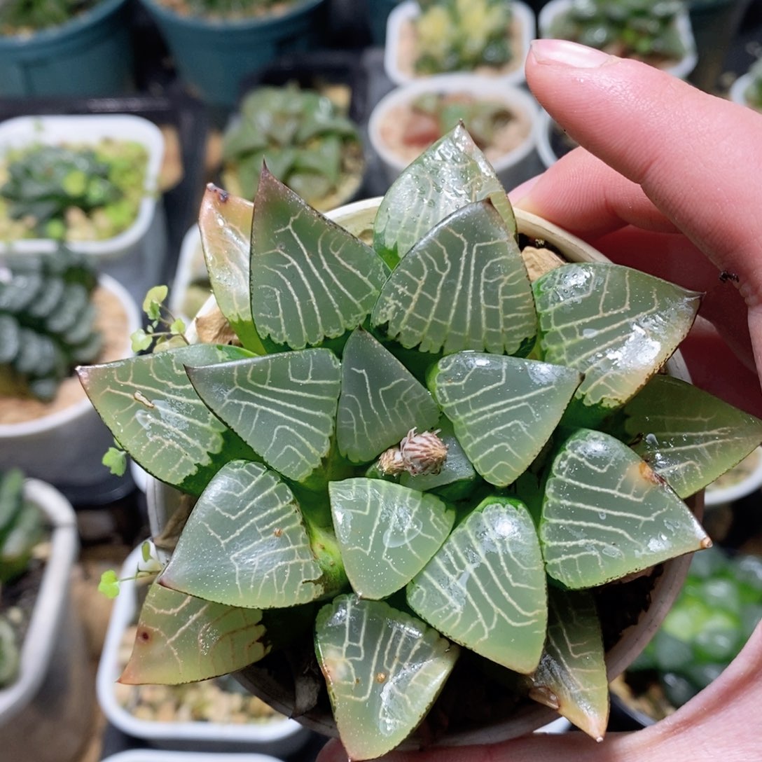 花影克母本玉露多肉