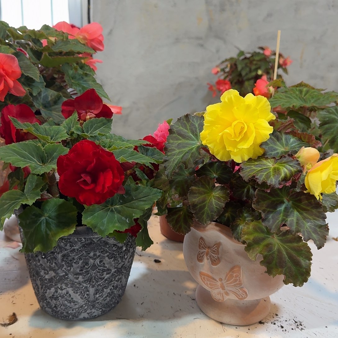 绿叶红➕黄不拍保温冻死不售后掉花折叶正常介意勿拍