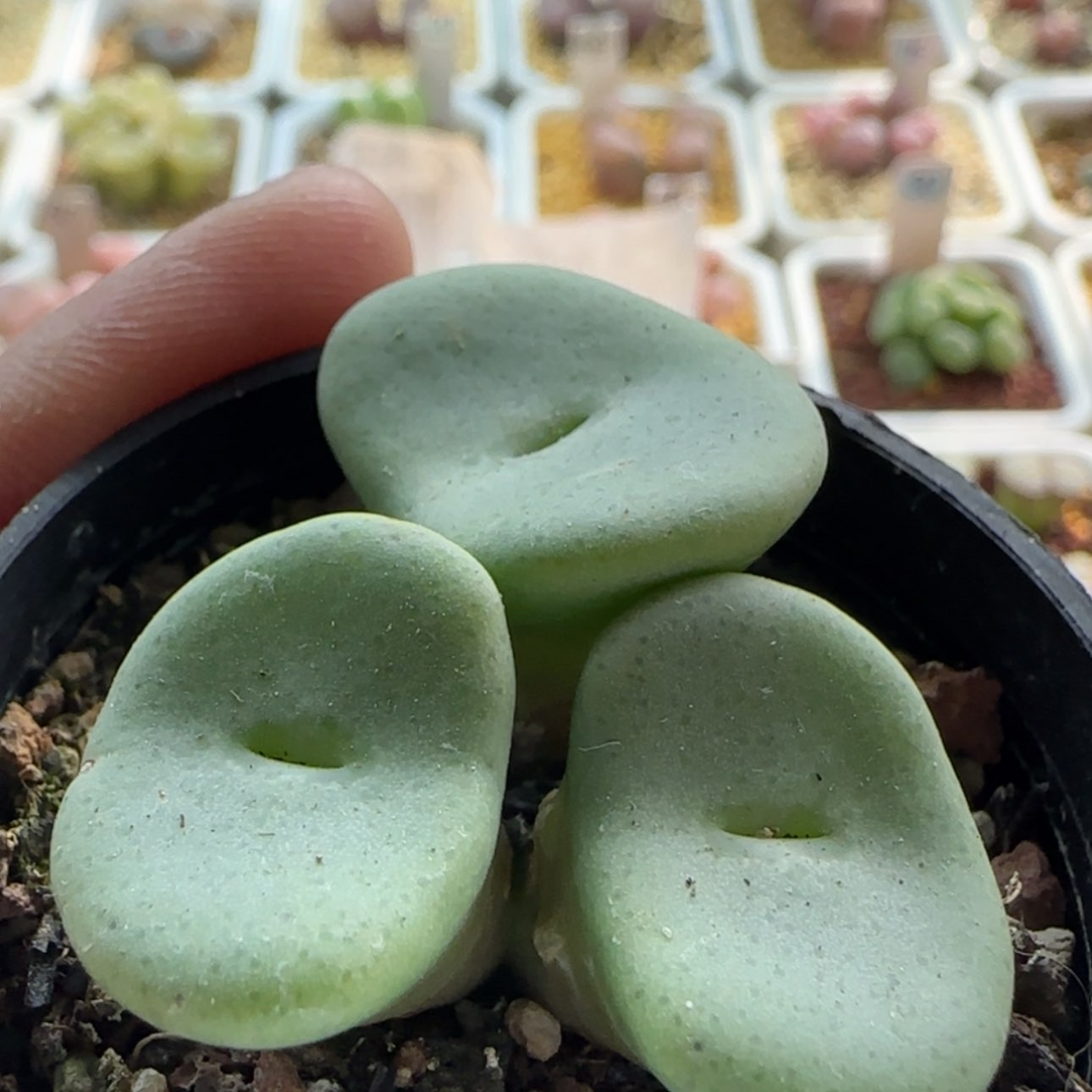 【闪购商品】相***年0522酒杯肉锥     