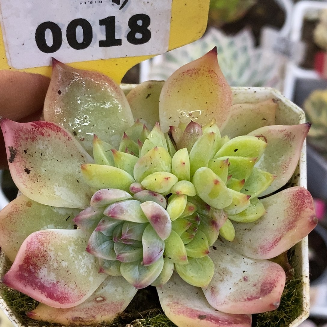 018哈哈哈哈哈哈哈哈