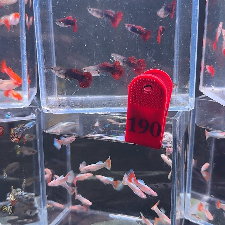 孔雀鱼190号，30条
