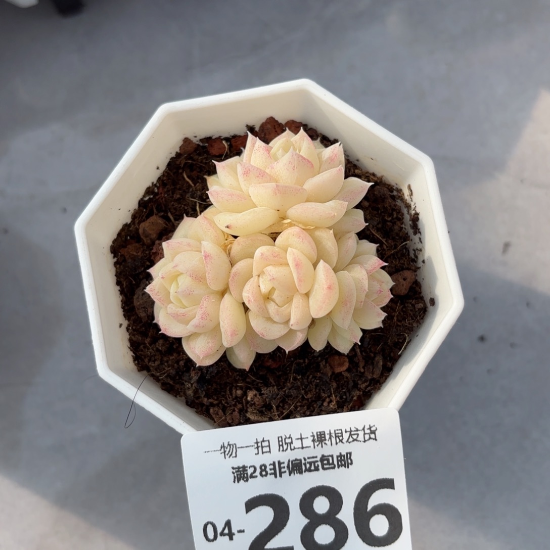 白天鹅麦秆群多肉多肉