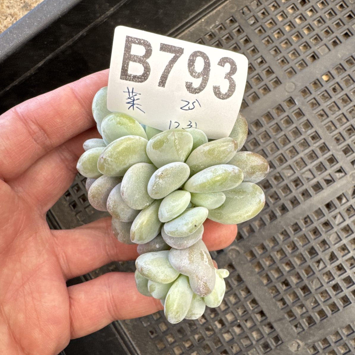 B793，菜，多肉植物拉拉奶