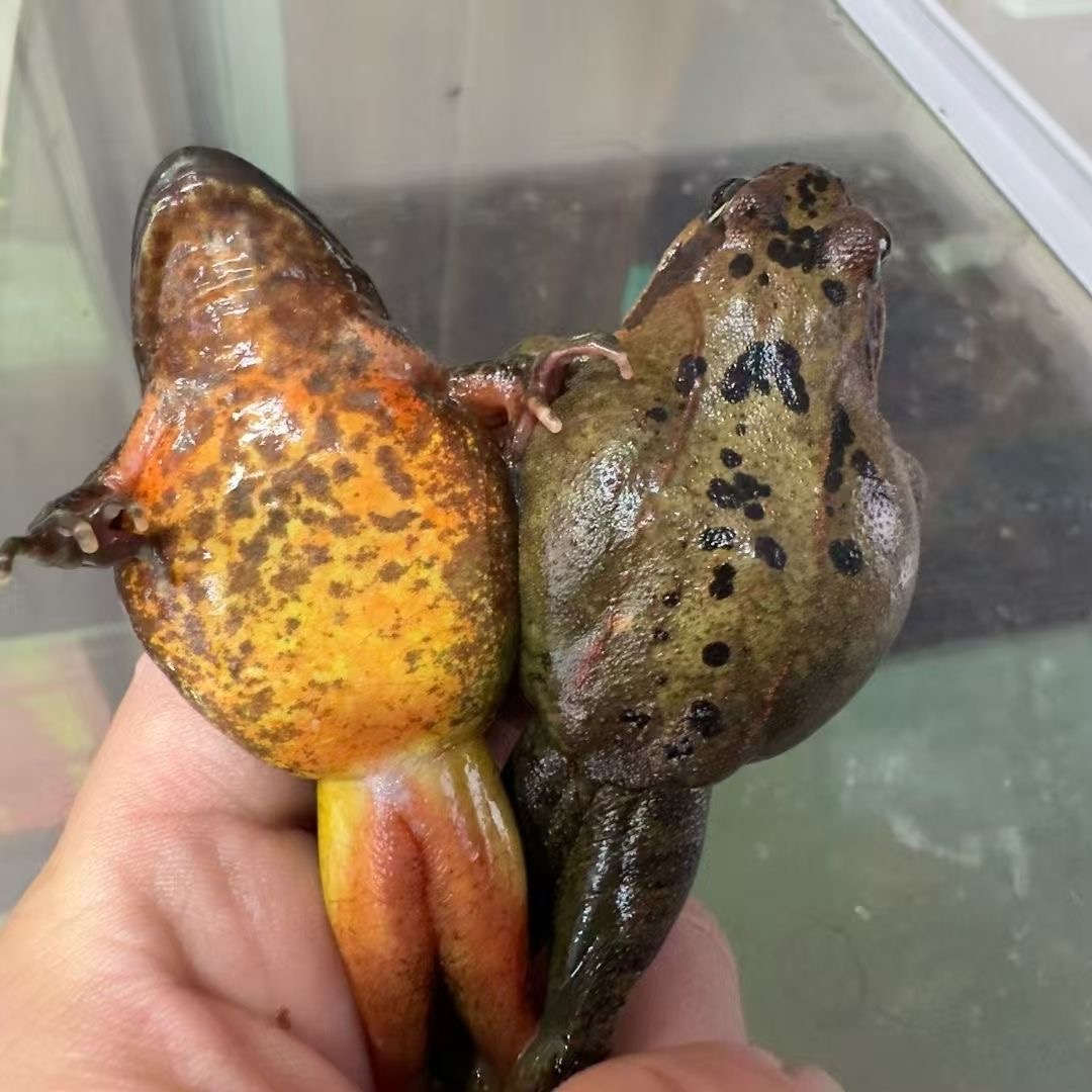 东北河鲜大母豹子，空运包邮买一斤送半斤